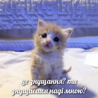 🥺 emoji КОТИСЬКО та компанія Telegram sticker 19 of 25