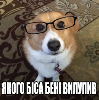 🤓 emoji КОТИСЬКО та компанія Telegram sticker 22 of 25