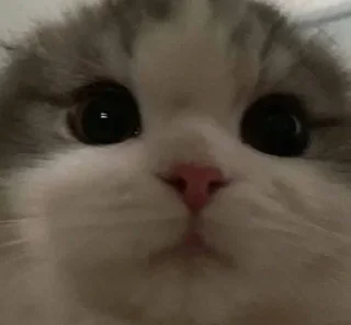 🥺 emoji чурки Telegram sticker 16 of 56