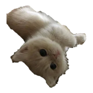 💋 emoji котики от @flewugly Telegram sticker 11 of 16
