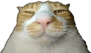 😐 emoji бухфлип Telegram sticker 18 of 56
