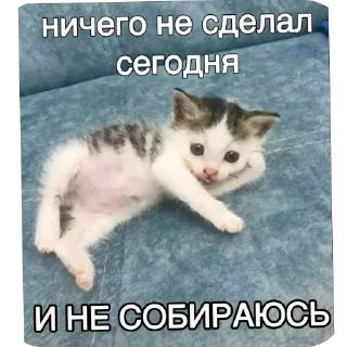 🐱 emoji Пиздец а не жизнь Telegram sticker 7 of 15