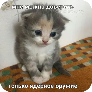 🐱 emoji Пиздец а не жизнь Telegram sticker 4 of 15