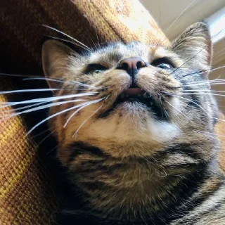 🐱 emoji Это же кошка Ириска Telegram sticker 22 of 28