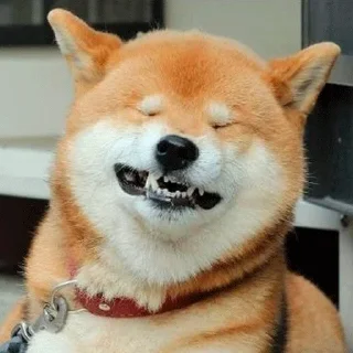 🐶 emoji Shiba inu :: @dineloli_link Telegram sticker 9 of 45
