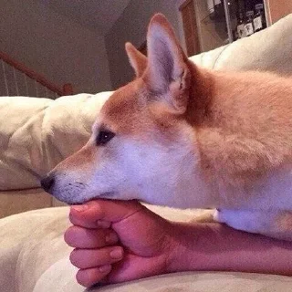🐶 emoji Shiba inu :: @dineloli_link Telegram sticker 17 of 45