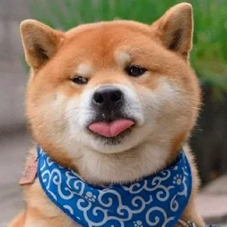 🐶 emoji Shiba inu :: @dineloli_link Telegram sticker 6 of 45