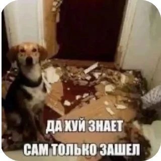 🐶 emoji Копэiка Telegram sticker 20 of 71