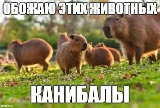 🌟 emoji бу Telegram sticker 20 of 58