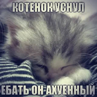 😎 emoji миаУฅ^•ﻌ•^ฅ @qqzxl Telegram sticker 24 of 56