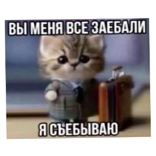 🐱 emoji Коты Telegram sticker 19 of 26