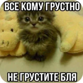 👍 emoji Коты Telegram sticker 23 of 26