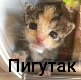 🌟 emoji Котеки @nonsens999 Telegram sticker 14 of 120