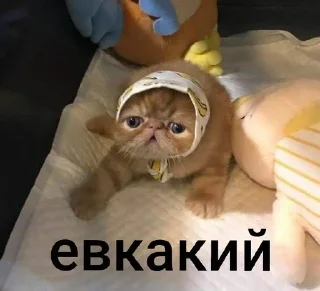 🌟 emoji Котеки @nonsens999 Telegram sticker 22 of 120