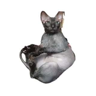 🌟 emoji Всеми любимый Саймон Telegram sticker 13 of 18