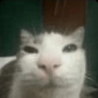 😼 emoji мемсы Telegram sticker 3 of 22