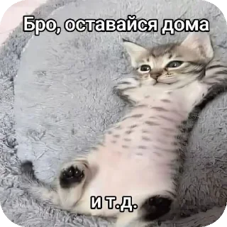 🐱 emoji MadeWithiPhone Telegram sticker 13 of 13