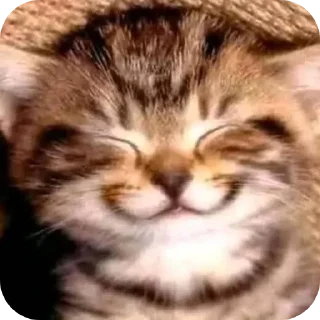 🐱 emoji Cat!!!<3 Telegram sticker 5 of 53