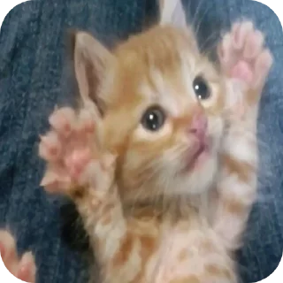 🐱 emoji Cat!!!<3 Telegram sticker 17 of 53