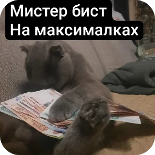 🐶 emoji Кошак Telegram sticker 7 of 28