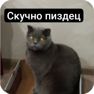 🐱 emoji Кошак Telegram sticker 24 of 28