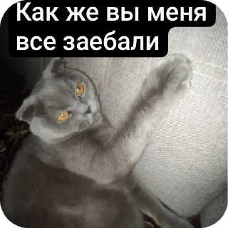 🐱 emoji Кошак Telegram sticker 11 of 28
