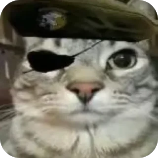 🐱 emoji Кошак даркончика Telegram sticker 17 of 66