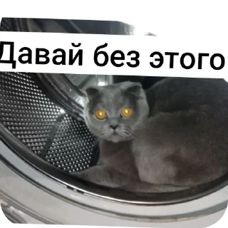 👎 emoji Кошак Telegram sticker 5 of 28