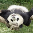 🙃 emoji Lazy Panda Telegram sticker 23 of 42