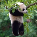😁 emoji Lazy Panda Telegram sticker 10 of 42