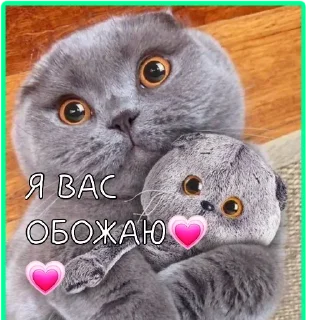 🧡 emoji мяу басики💗😺 Telegram sticker 10 of 21