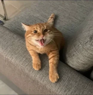 🤬 emoji КоШкА 🌿🌟ВоСтОрГе😍 Telegram sticker 5 of 104