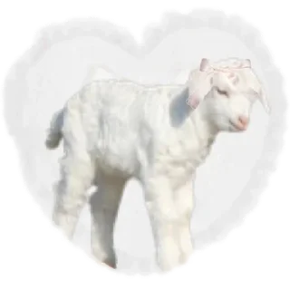 🐑 emoji ℌ𝔦𝔪𝔪𝔢𝔩𝔰𝔟𝔲𝔠𝔥🪶-@feathersngpledge Telegram sticker 13 of 120