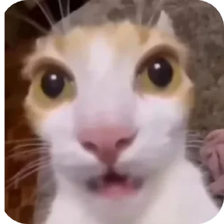 Sticker from Tik Tok memes