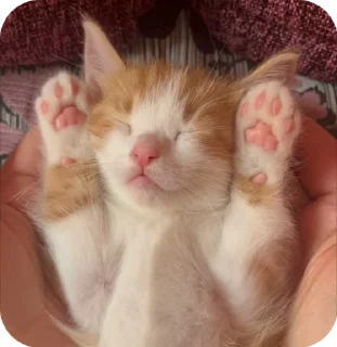 😴 emoji тимоша Telegram sticker 8 of 53