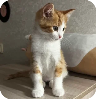 🙂 emoji тимоша Telegram sticker 11 of 53