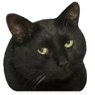 🌟 emoji ПОСЛЕДНИЙ АРГУМЕНТ Telegram sticker 7 of 105
