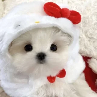 🙊 emoji Клас Telegram sticker 13 of 26