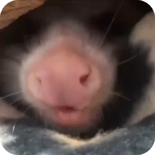 🥺 emoji uksus's opossums! Telegram sticker 17 of 120