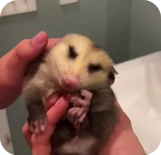 Sticker from uksus's opossums! 2.0