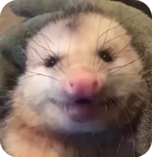 ☺️ emoji uksus's opossums! Telegram sticker 13 of 120
