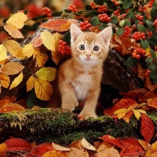 🥰 emoji 🍁 Вайбові котики 🍁 Telegram sticker 13 of 31