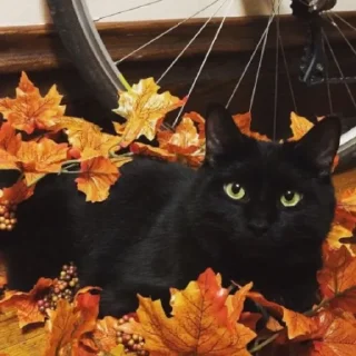 🐈‍⬛ emoji 🍁 Вайбові котики 🍁 Telegram sticker 3 of 31