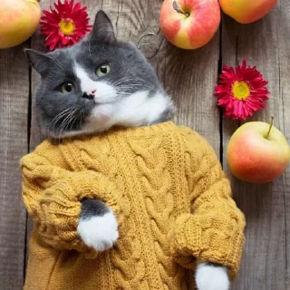🐱 emoji 🍁 Вайбові котики 🍁 Telegram sticker 24 of 31