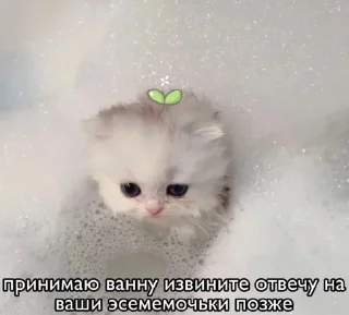 😗 emoji Котявки Telegram sticker 17 of 50