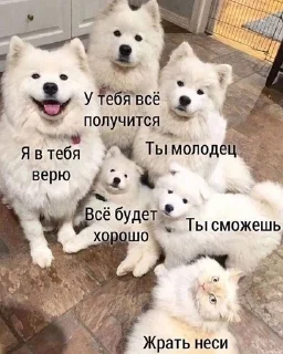😽 emoji Котявки Telegram sticker 10 of 50