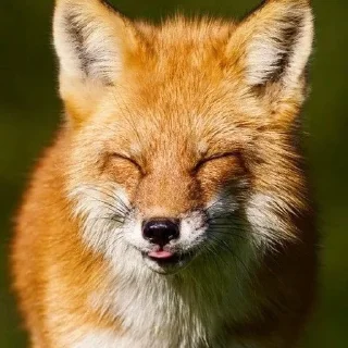 😝 emoji Лисички Telegram sticker 17 of 70