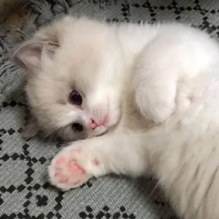 🌟 emoji я грущу оцтаньте(( Telegram sticker 10 of 18