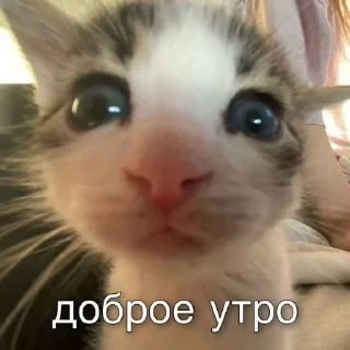 🤗 emoji я сигма крутой Telegram sticker 21 of 49