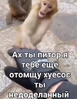 🌟 emoji БИБИЗЯНКИ💗 Telegram sticker 13 of 54